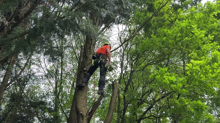 How Our Tree Care Process Works  in Shorewood Forest, IN